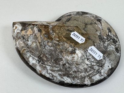 Ammonite fossilisée.
16 x 13 cm.