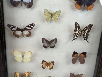 Collection de 21 papillons.
Présentée sous...