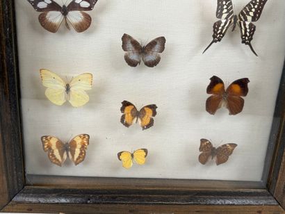Collection de 21 papillons.
Présentée sous...