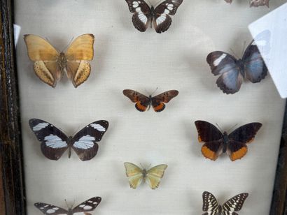 Collection de 21 papillons.
Présentée sous...