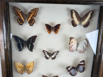 Collection de 21 papillons.
Présentée sous...