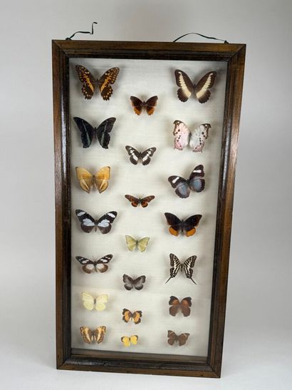 Collection de 21 papillons.
Présentée sous...