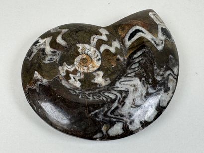 Ammonite fossilisée.
16 x 13 cm.
