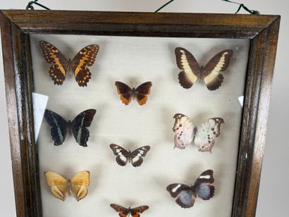 Collection de 21 papillons.
Présentée sous...