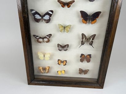 Collection de 21 papillons.
Présentée sous...