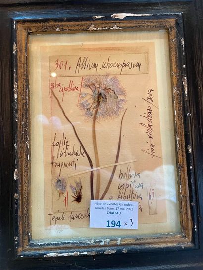 Three framed herbariums.
Max. frame size:...