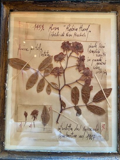 Three framed herbariums.
Max. frame size:...