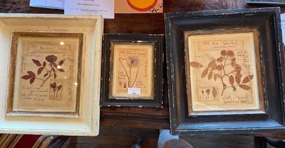 Three framed herbariums.
Max. frame size:...