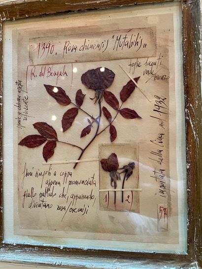 Three framed herbariums.
Max. frame size:...