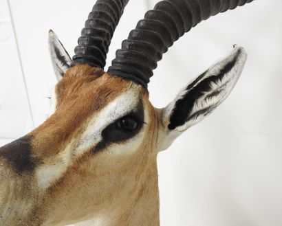 Gazelle de Grant (Gazella granti) (CH) :...