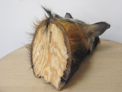 Phacochère (Phacochoerus aethiopius) (CH)...