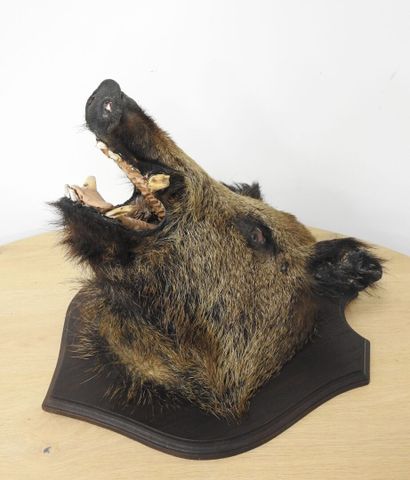 Sanglier d'Europe (Sus scrofa) (CH) : Tête...