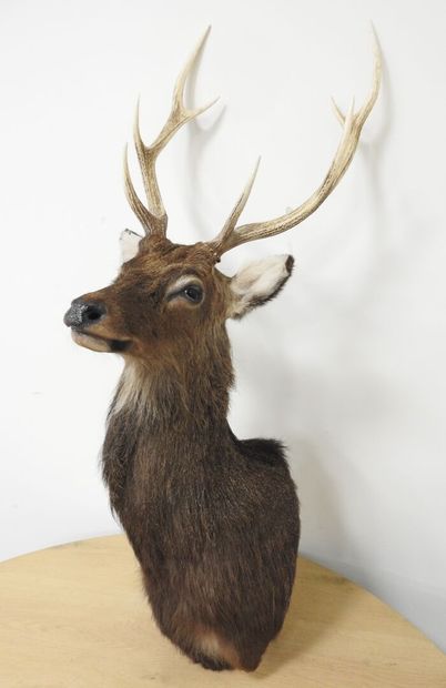 Cerf sika (Cervus nippon nippon NR): Tête...