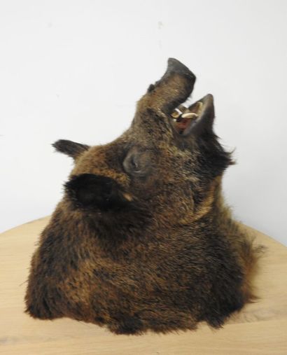 Sanglier d'Europe (Sus scrofa) (CH) : Importante...