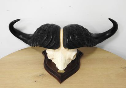 Buffle d'Afrique (Syncerus caffer) (CH) :...