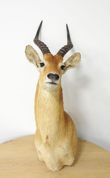 Cobe de BUFFON (Kobus kob kob) (CH) : Tête...