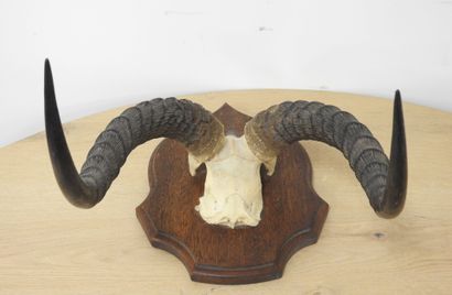 Cobe de BUFFON (Kobus kob kob) (CH) : Massacre...