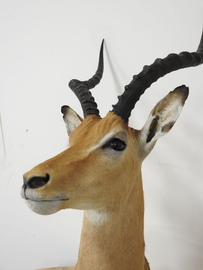 Impala (Aepyceros melampus) (CH) : Tête en...
