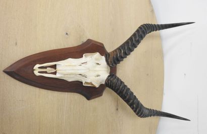 Cobe de BUFFON (Kobus kob kob) (CH) : Massacre...