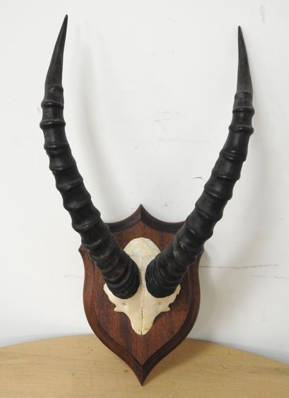Topi (Damaliscus korrigum) (CH) : Massacre...