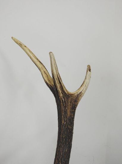Cerf (Cervus Elaphus) (CH) : Importante tête...