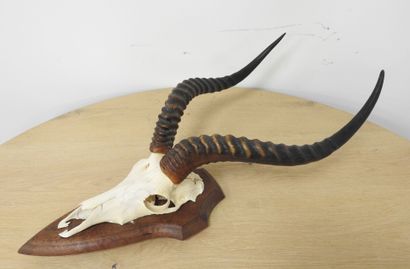 Cobe de BUFFON (Kobus kob kob) (CH) : Massacre...