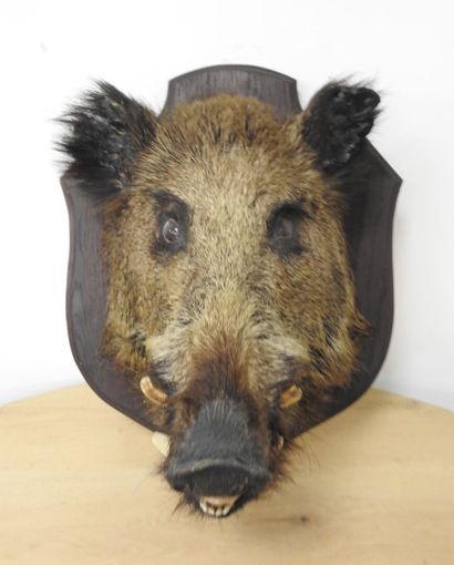 Sanglier d'Europe (Sus scrofa) (CH) : Tête...