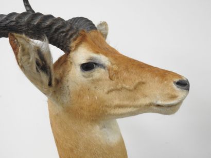 Cobe de BUFFON (Kobus kob kob) (CH) : Tête...