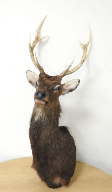 Cerf sika (Cervus nippon nippon NR): Tête...