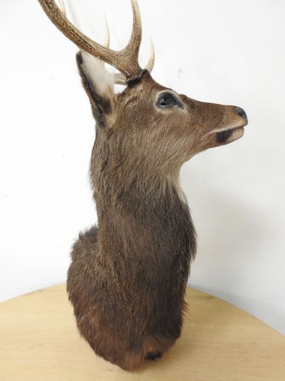 Cerf sika (Cervus nippon nippon NR): Tête...
