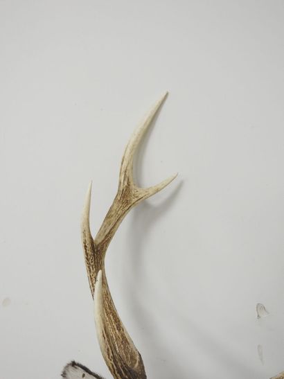 Cerf sika (Cervus nippon nippon NR): Tête...