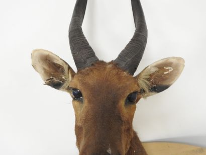Guib harnaché (Tragelaphus scriptus) (CH)...