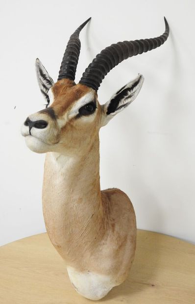 Gazelle de Grant (Gazella granti) (CH) :...