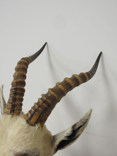 Damalisque blanc (Damaliscus pygargus phillipsi)...