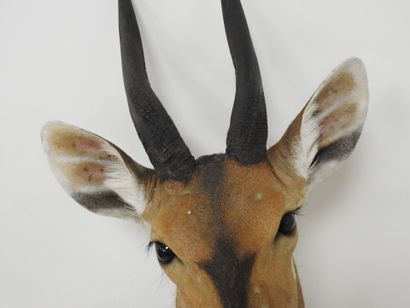 Guib harnaché (Tragelaphus scriptus) (CH)...