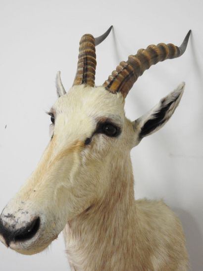 Damalisque blanc (Damaliscus pygargus phillipsi)...