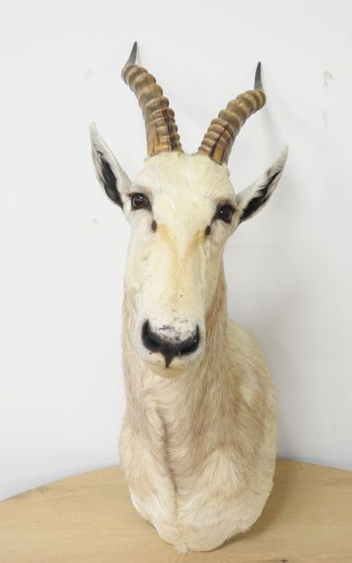 Damalisque blanc (Damaliscus pygargus phillipsi)...