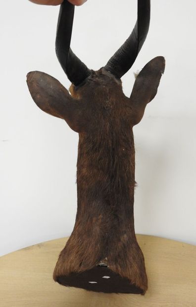 Guib harnaché (Tragelaphus scriptus) (CH)...