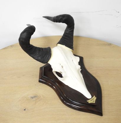 Bubale (Alcelaphus buselaphus) (CH) : Massacre...