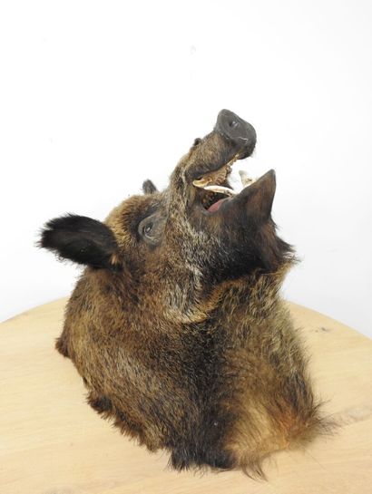 Sanglier d'Europe (Sus scrofa) (CH) : Importante...