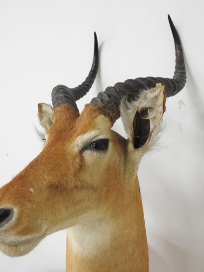 Cobe de BUFFON (Kobus kob kob) (CH) : Tête...