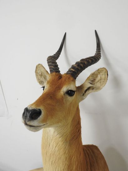 Cobe de BUFFON (Kobus kob kob) (CH) : Tête...