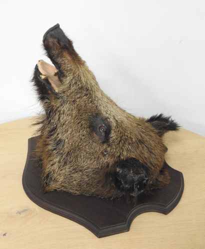 Sanglier d'Europe (Sus scrofa) (CH) : Tête...