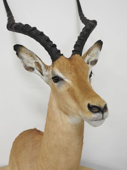 Impala (Aepyceros melampus) (CH) : Tête en...