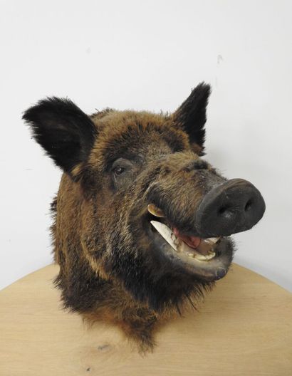 Sanglier d'Europe (Sus scrofa) (CH) : Importante...