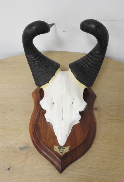 Bubale (Alcelaphus buselaphus) (CH) : Massacre...