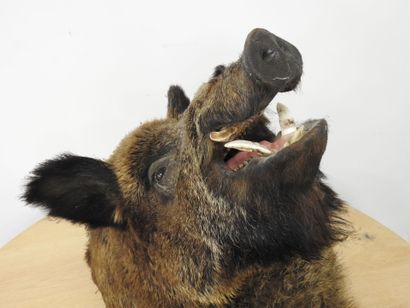 Sanglier d'Europe (Sus scrofa) (CH) : Importante...