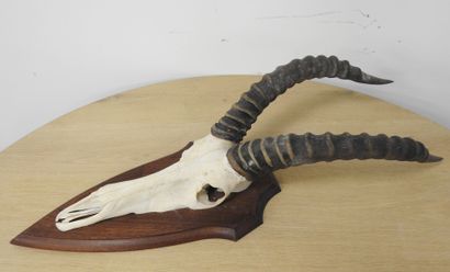 Topi (Damaliscus korrigum) (CH) : Massacre...