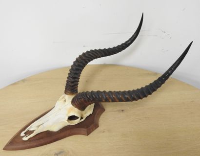 Cobe de BUFFON (Kobus kob kob) (CH) : Massacre...