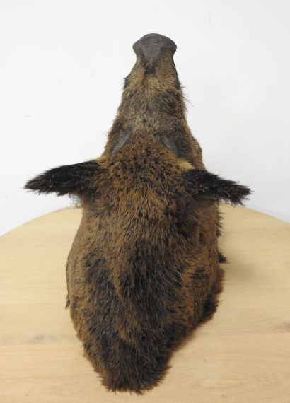 Sanglier d'Europe (Sus scrofa) (CH) : Importante...